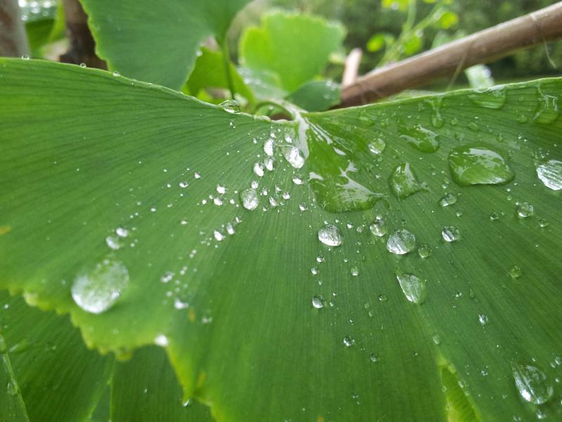 诗经草木疏<br>qyf5seag.cn 蒹葭苍苍白露
